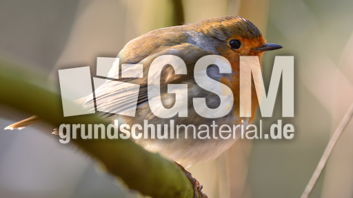 Rotkehlchen (15).jpg